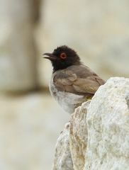 Pycnonotus nigricans