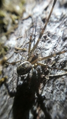 Tetragnathidae