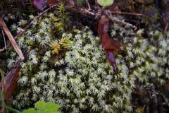 Racomitrium canescens
