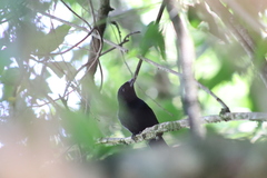 Tachyphonus coronatus