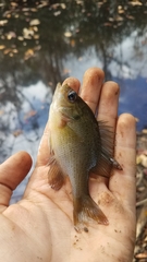 Lepomis punctatus