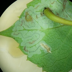 Phyllocnistis ampelopsiella