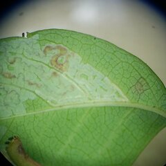 Phyllocnistis ampelopsiella