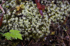 Racomitrium canescens