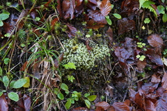 Racomitrium canescens