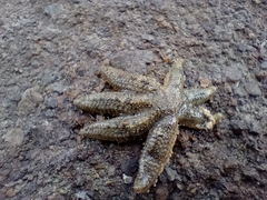 Allostichaster polyplax