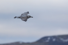 Larus argentatus × hyperboreus
