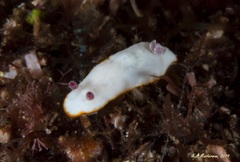 Goniobranchus daphne