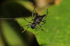 Micrathena