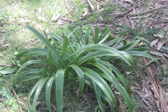 Agapanthus praecox
