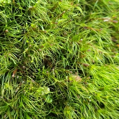 Dicranodontium denudatum