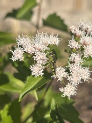 Hedriodiscus truquii