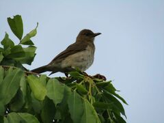 Turdus ignobilis