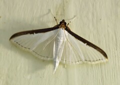 Cydalima laticostalis