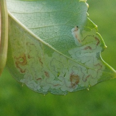 Phyllocnistis ampelopsiella