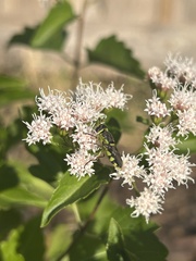 Hedriodiscus truquii