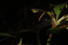Micrathena