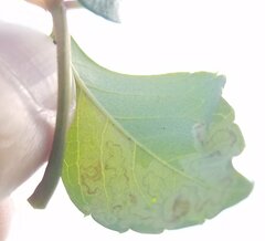 Phyllocnistis ampelopsiella