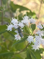Hedriodiscus truquii