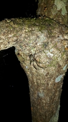 Tetragnathidae