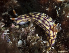 Hypselodoris whitei