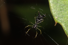 Micrathena