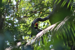 Campephilus robustus