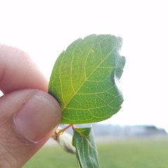 Phyllocnistis ampelopsiella