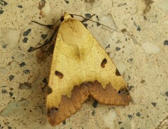 Ophiusa tirhaca