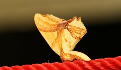 Trotocraspeda divaricata