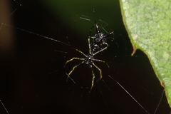 Micrathena