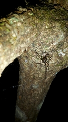 Tetragnathidae