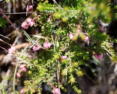 Erica spumosa