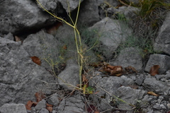 Seseli gouanii