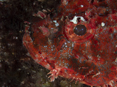 Scorpaenidae