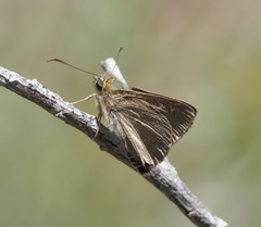 Trapezitinae