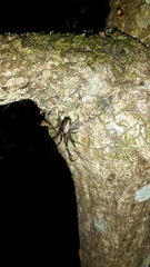 Tetragnathidae