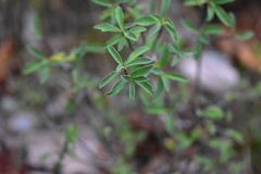 Daphne alpina