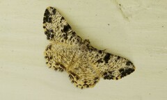 Monocerotesa strigata