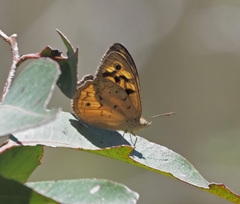 Heteronympha merope