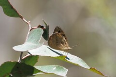 Heteronympha merope