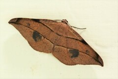 Hypochrosis abstractaria