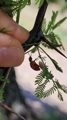 Harmonia axyridis