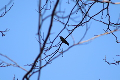 Chrysuronia versicolor