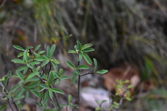 Daphne alpina