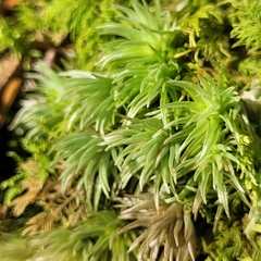 Leucobryum