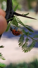 Harmonia axyridis