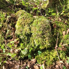 Leucobryum