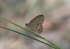 Hypocysta pseudirius