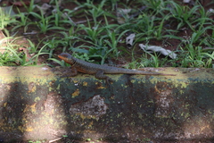 Tropidurus catalanensis